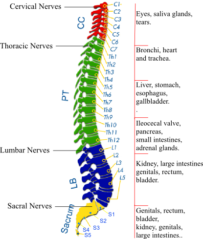 Tarlovcyst.co.uk_sacrum